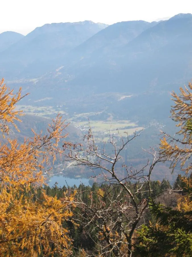 Jesenski macesni nad Bohinjsko dolino