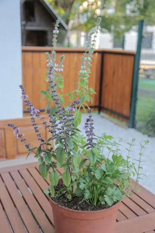 Lonček z zelišči na leseni terasi